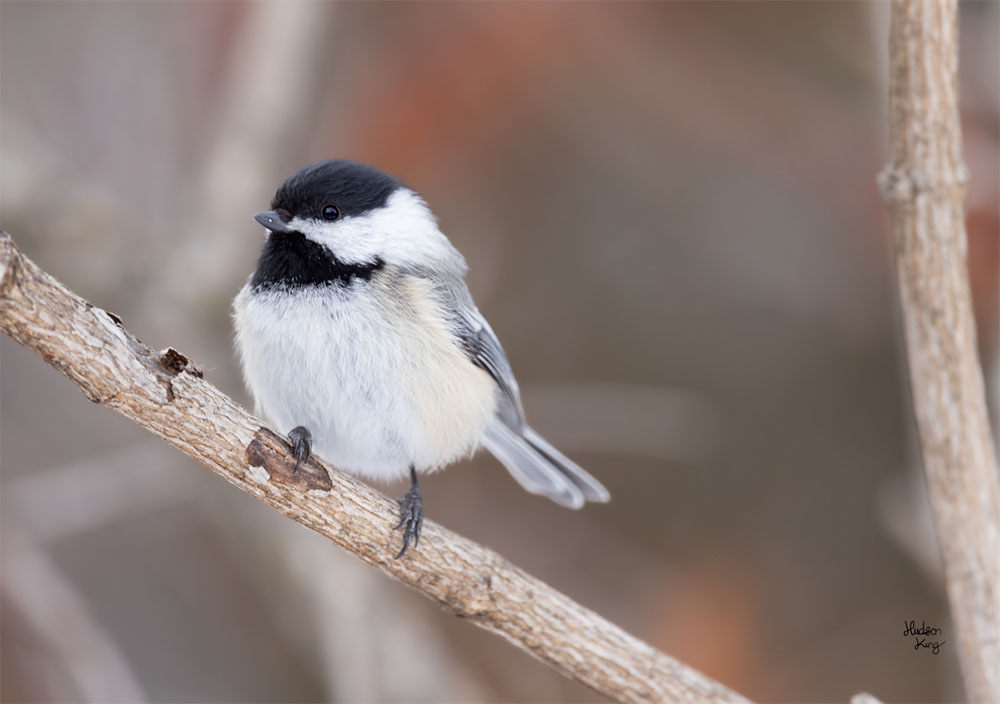 Black Capped Chickadee